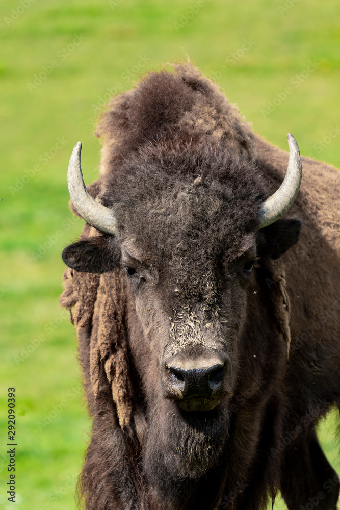 European bison herd and young calf (Bison bonasus) in the meadow. 