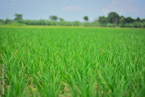 Paddy field with green scene and Beautiful Green background