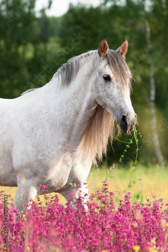 Grey andalusian horse walking and eating in the gren field with violet flowers. Animal portrait.