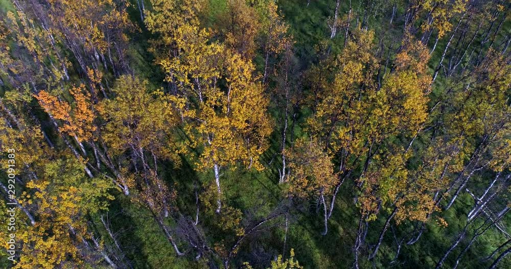 Autumn color trees, Aerial, tilt down, drone shot, towards fall colored birch forrest, on a partly sunny day, in Troms, Norway Autumn color trees, Aerial, tilt down, drone shot, towards fall colored birch forrest, on a partly sunny day, in Troms, Norway