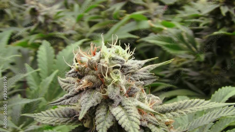 Close up of Flowering Medical Cannabis Bud Close up of Flowering Medical Cannabis Bud