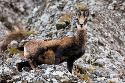 wild ghamois goat looking at camera. rock background in nature © Ioan Panaite