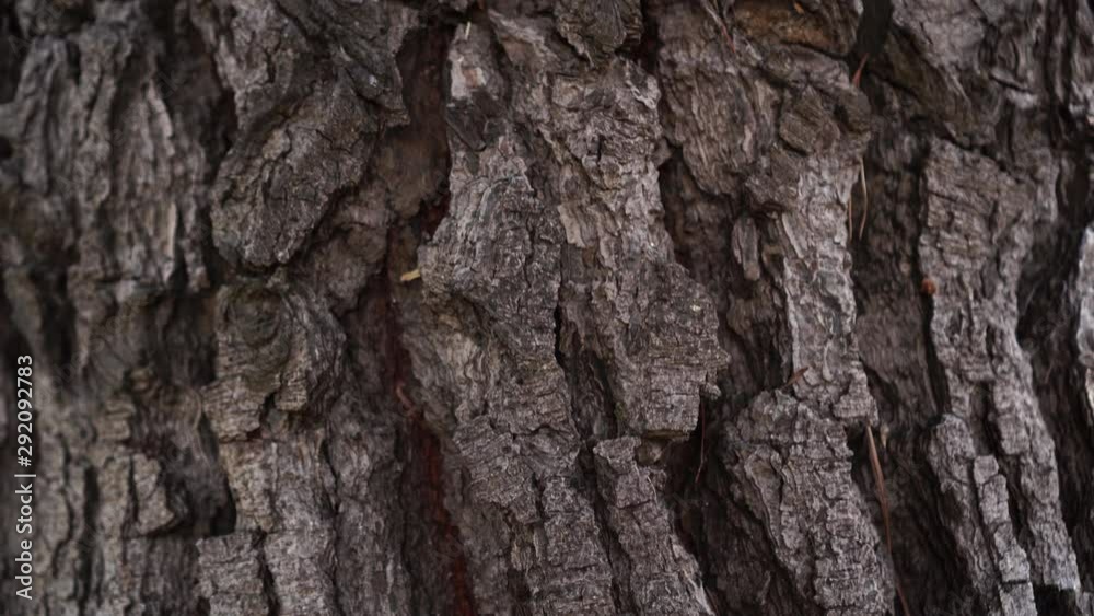 Texture of the bark of an old conifer with fallen needles in the cracks Texture of the bark of an old conifer with fallen needles in the cracks