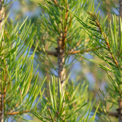 seamless pattern Pine tree leaves. Pine tree needle leaves close up