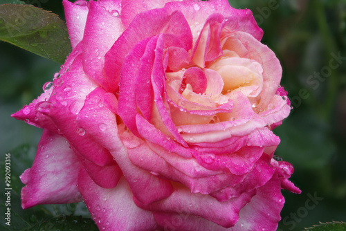 A blooming rose with water droplets on it.