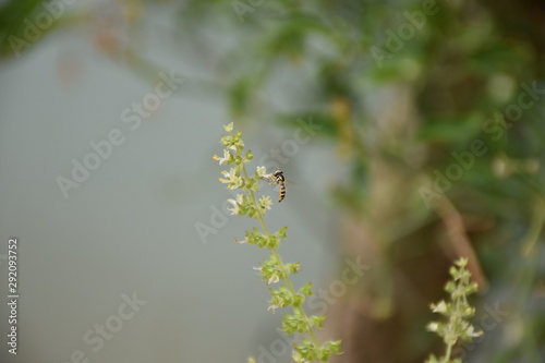 honey bee on a plant zoom view