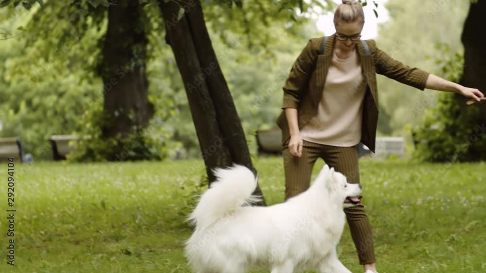 Wide shot of blonde young woman holding stick and playing with Samoyed on grass in park Wide shot of blonde young woman holding stick and playing with Samoyed on grass in park