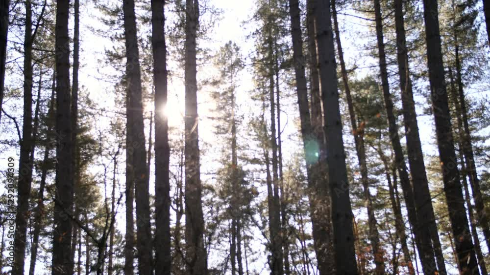 4K Pine forest trees with sun flare coming through forest , dolly shot 4K Pine forest trees with sun flare coming through forest , dolly shot