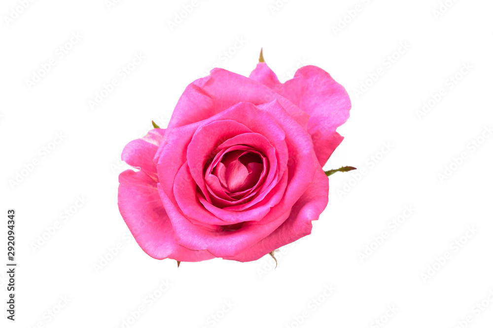 Pinkl rose flower. Detailed retouch Pinkl rose flower. Detailed retouch