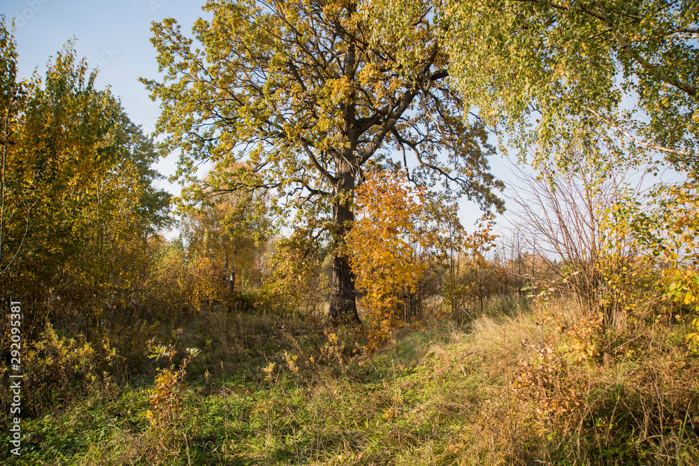 Autumn yellow leaves in nature abstraction. Autumn yellow leaves in nature abstraction.