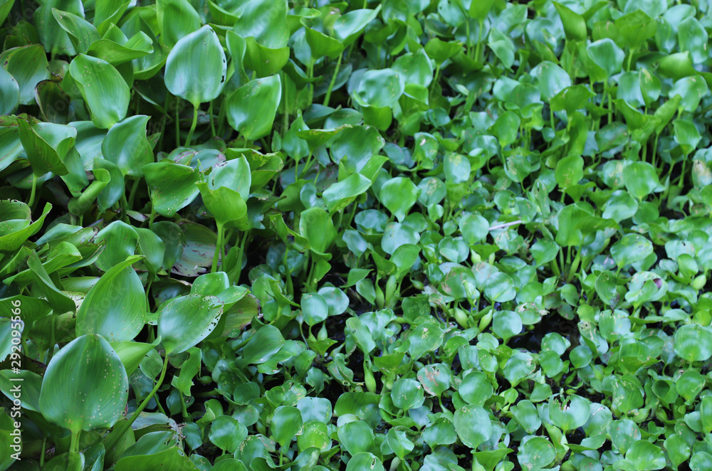 Fototapeta premium Closeup of green Java-weed of water hyacinth on surface of water.