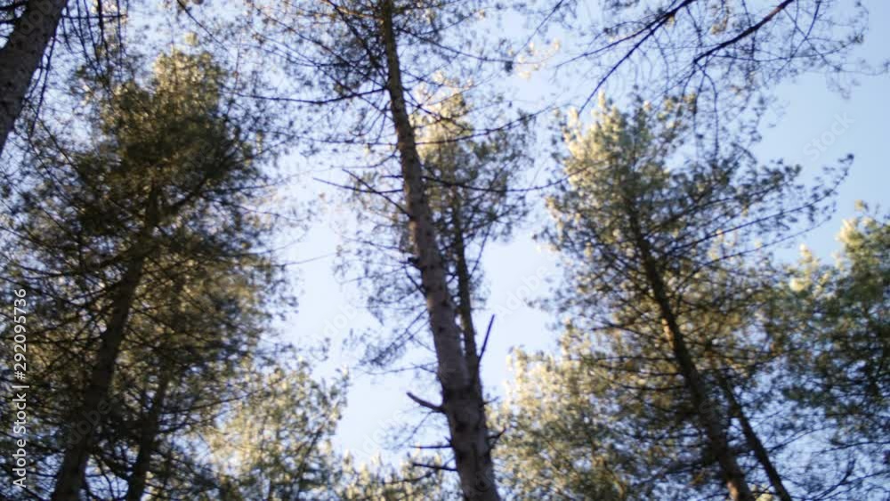 4K Pine forest trees with sun flare coming through forest , spin 4K Pine forest trees with sun flare coming through forest , spin
