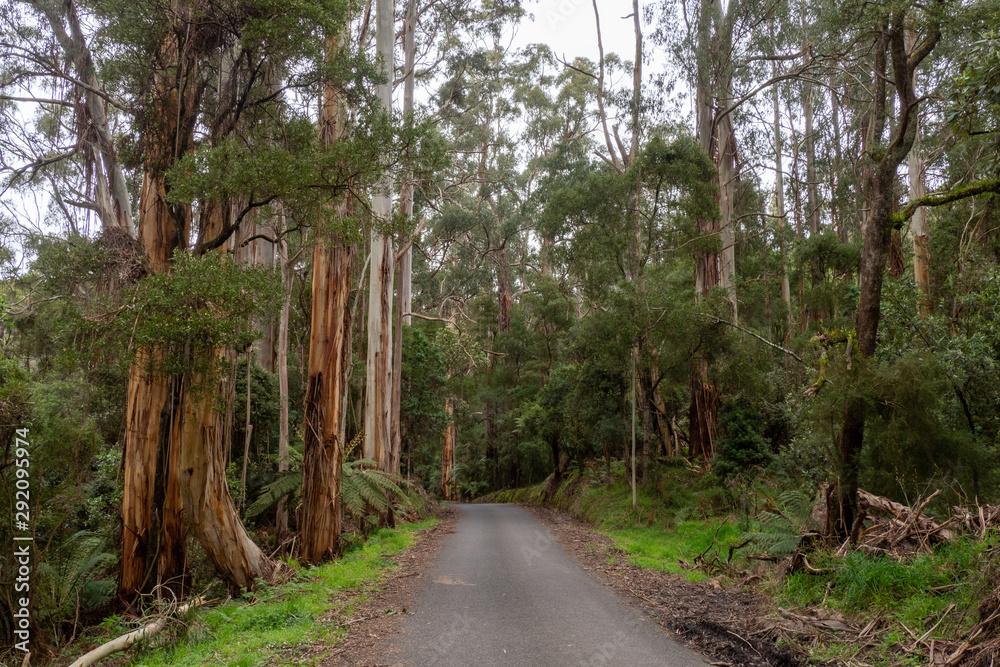 Rainforest Road - Southern Victoria, Australia
