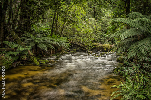 Ferns and Flowing Mountain Stream in Australia