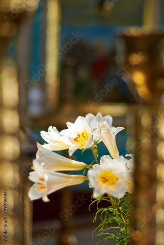 White lily flower in the church, a symbol of purity and faith. photo