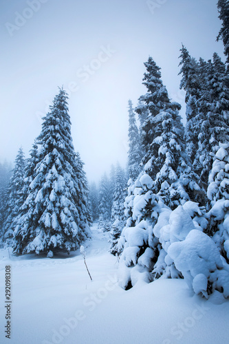 Majestic winter landscape with snowy fir trees. Winter postcard.