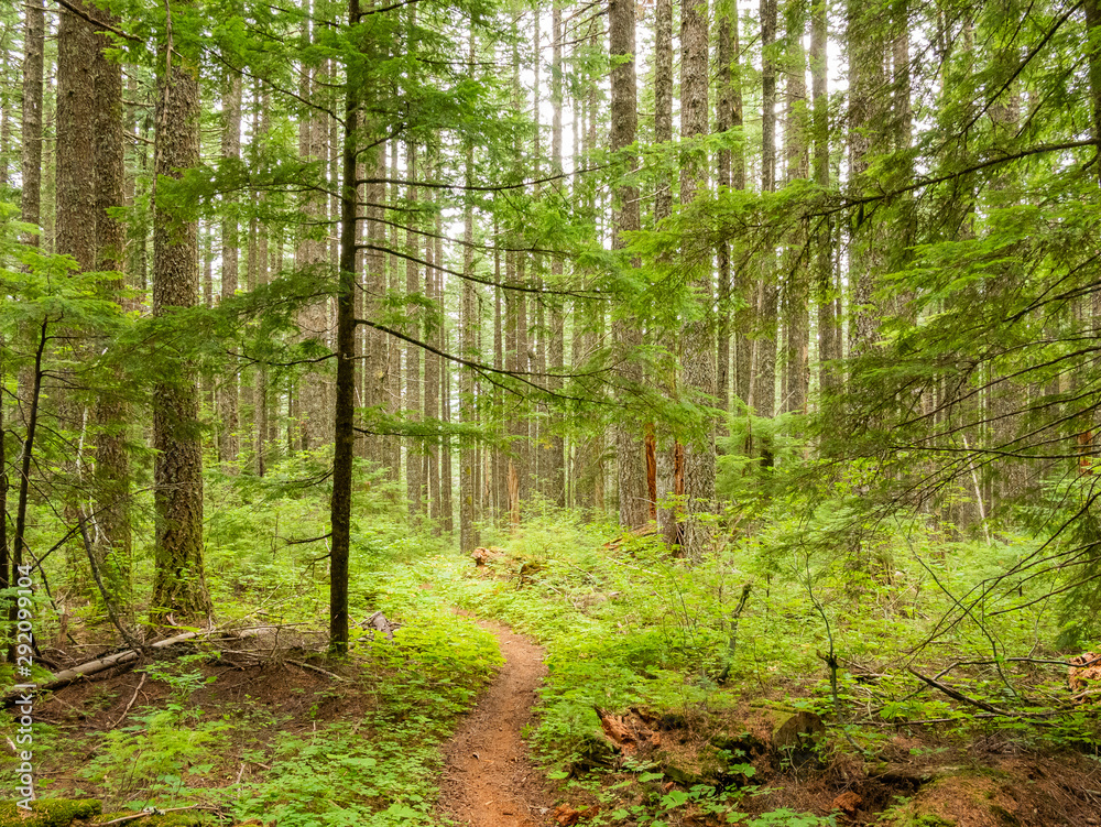 Hiking path through forest in Washington state Hiking path through forest in Washington state