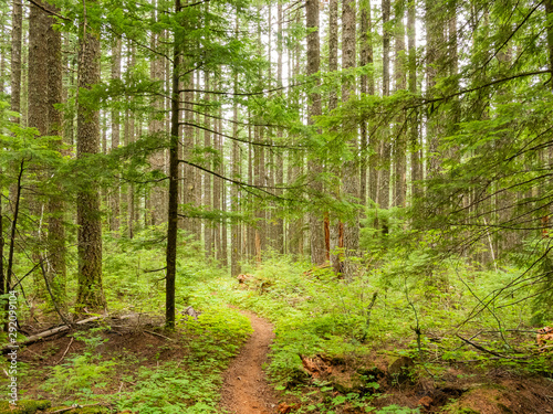 Hiking path through forest in Washington state