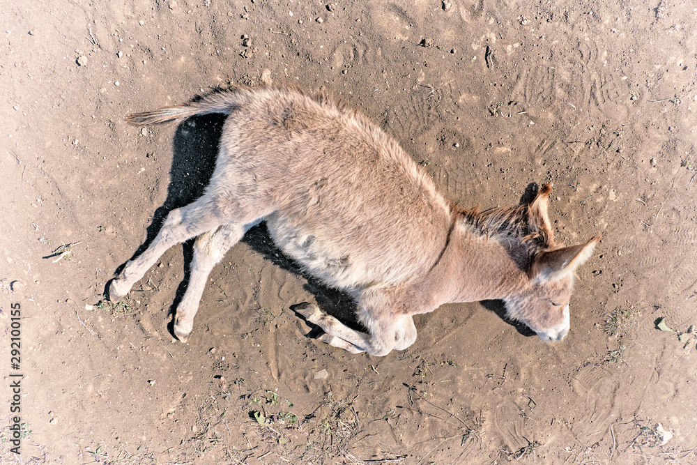 donkey laid down on sand background top aerial view of home animal with  brown fur sleeping on dusty ground wild mammal in nature lifestyle concept  Stock Photo | Adobe Stock