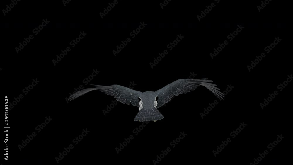 Peregrine Falcon bird of prey flying in loop with alpha channel. Back close-up. Realistic 3D animation isolated on transparent background.