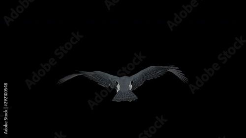 Peregrine Falcon bird of prey flying in loop with alpha channel. Back close-up. Realistic 3D animation isolated on transparent background.