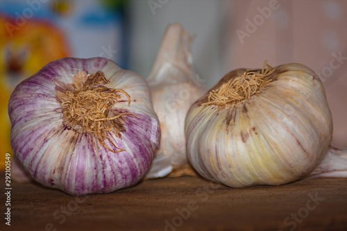 View of the big garlic from below. macro mode