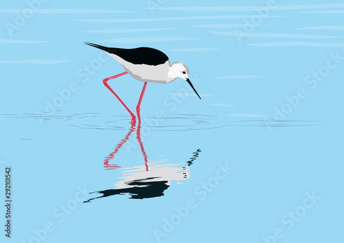 black-winged stilt