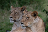 two lions sitting together in the Masai Mara