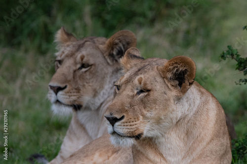 two lions sitting together in the Masai Mara