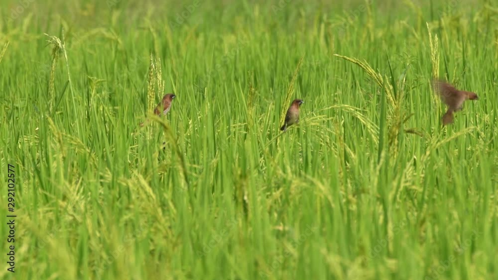 Birds of Paddy fields in harvest season of Chiang mai, Thailand Birds of Paddy fields in harvest season of Chiang mai, Thailand
