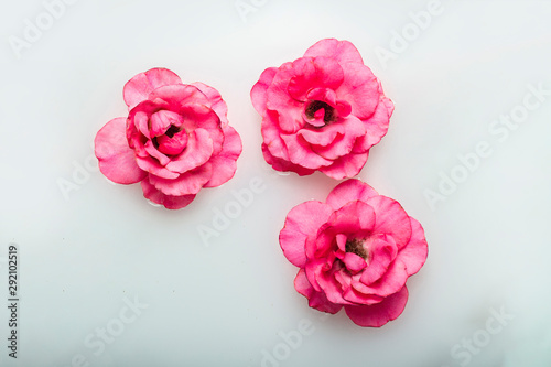 Beautiful pink roses in a milk bath. Concept of spa treatments, relaxation, spa treatments, therapy