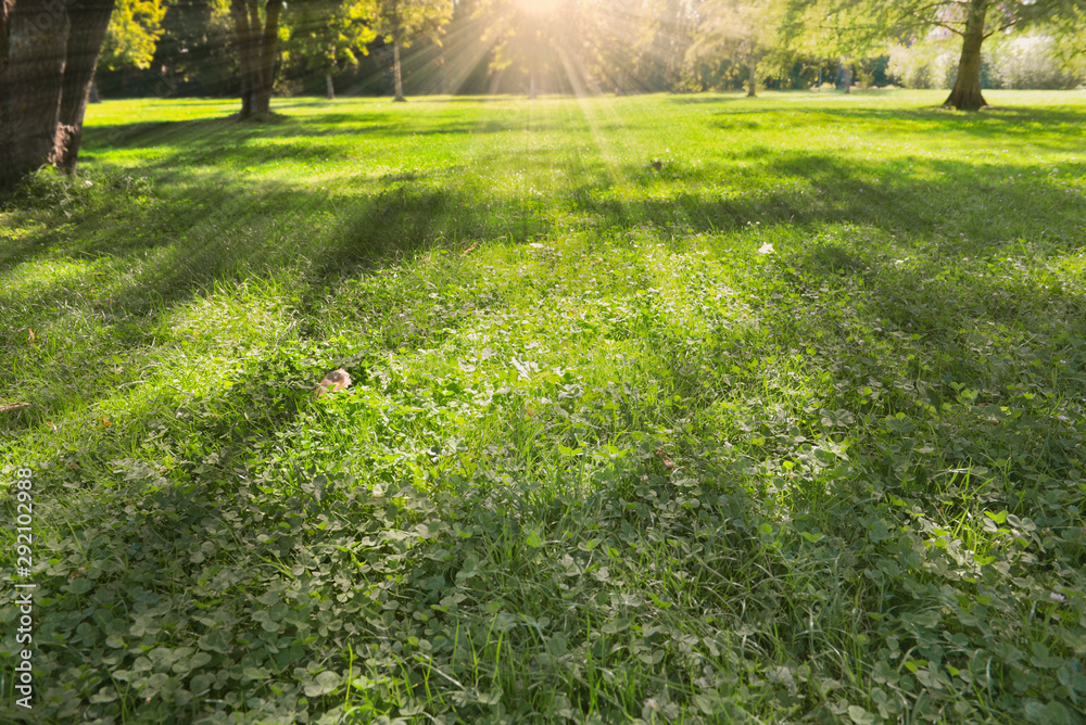 sunlight on lawn in a park with shadows of trees sunlight on lawn in a park with shadows of trees
