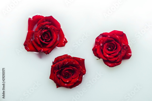 Beautiful red roses in a milk bath. Concept of spa treatments  relaxation  spa treatments  therapy
