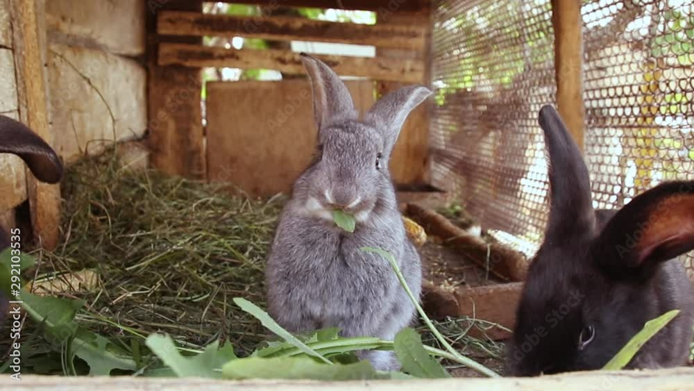Many little funny rabbits eat grass in a cage on the farm together. Domestic rabbits in a cage.