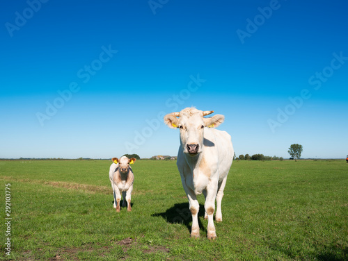 Fototapeta Naklejka Na Ścianę i Meble -  white cow and calf under blue sky in green grassy dutch meadow