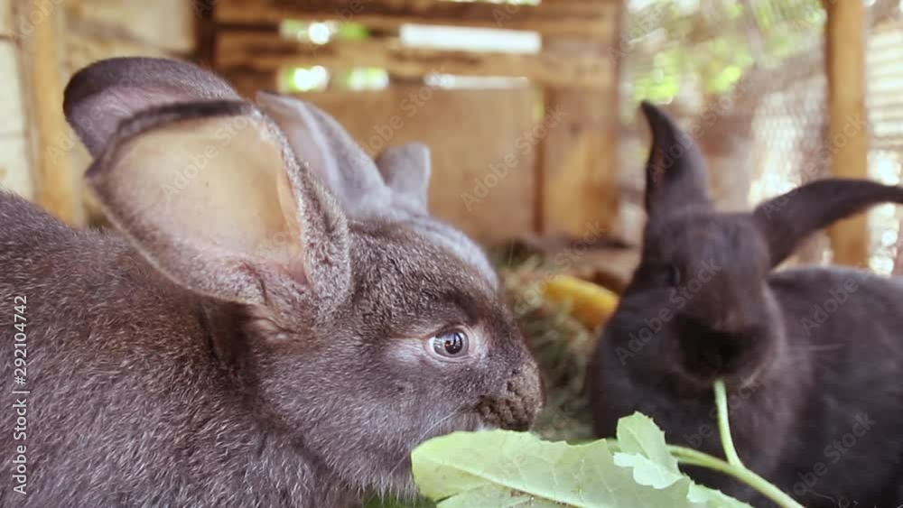 Many little funny rabbits eat grass in a cage on the farm together. Domestic rabbits in a cage.