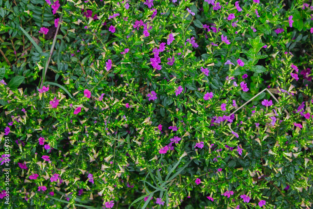 flowers in the garden flowers in the garden