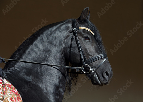 Friesian horse portrait in a dark stable with hair lighting