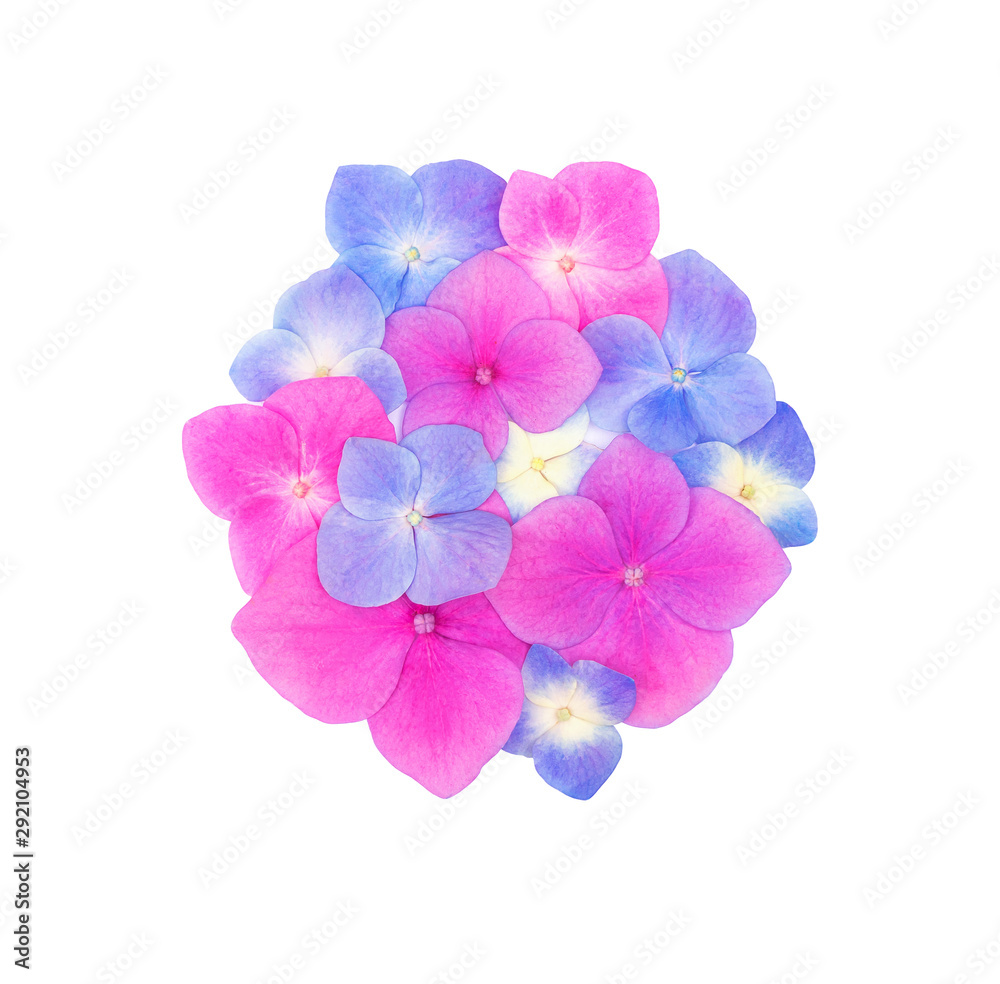 Fototapeta premium Top view of circle shape made of beautiful hydrangeas hortensia flowers isolated on white background. Flat lay. Celebration concept.