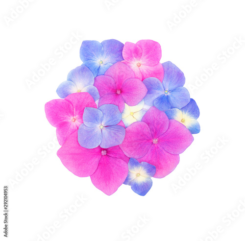 Top view of circle shape made of beautiful hydrangeas hortensia flowers isolated on white background. Flat lay. Celebration concept.