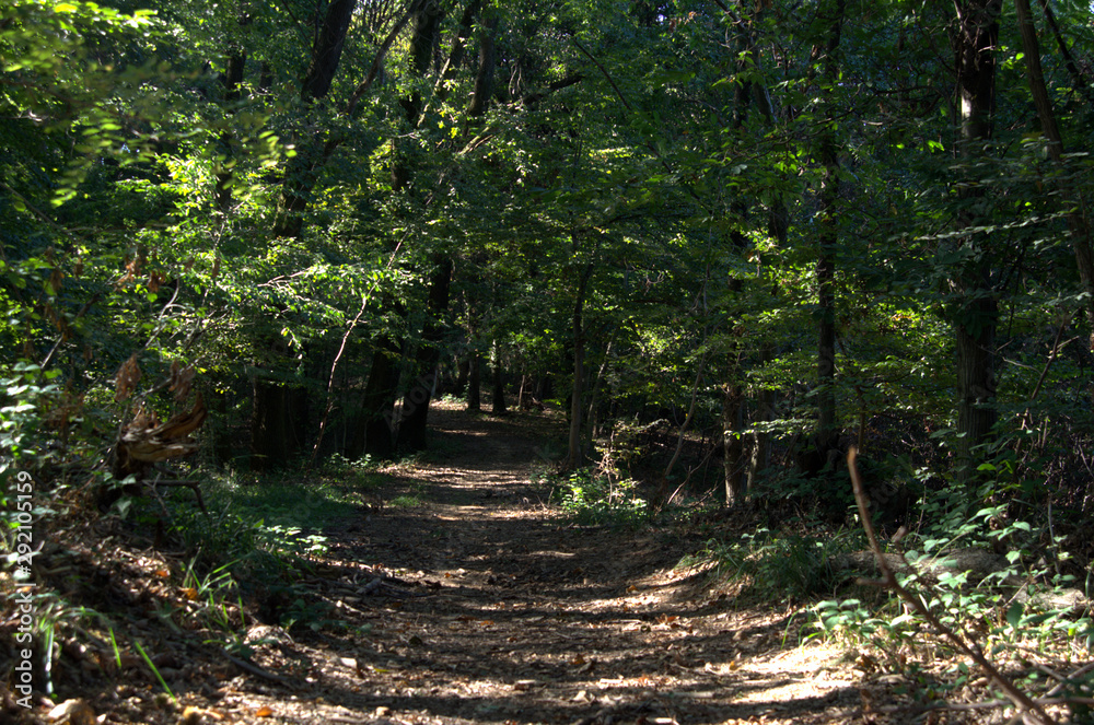 Un impervio sentiero che si addendtra nel bosco.