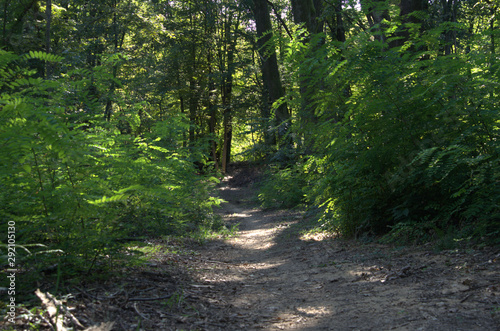 Un impervio sentiero che si addendtra nel bosco.