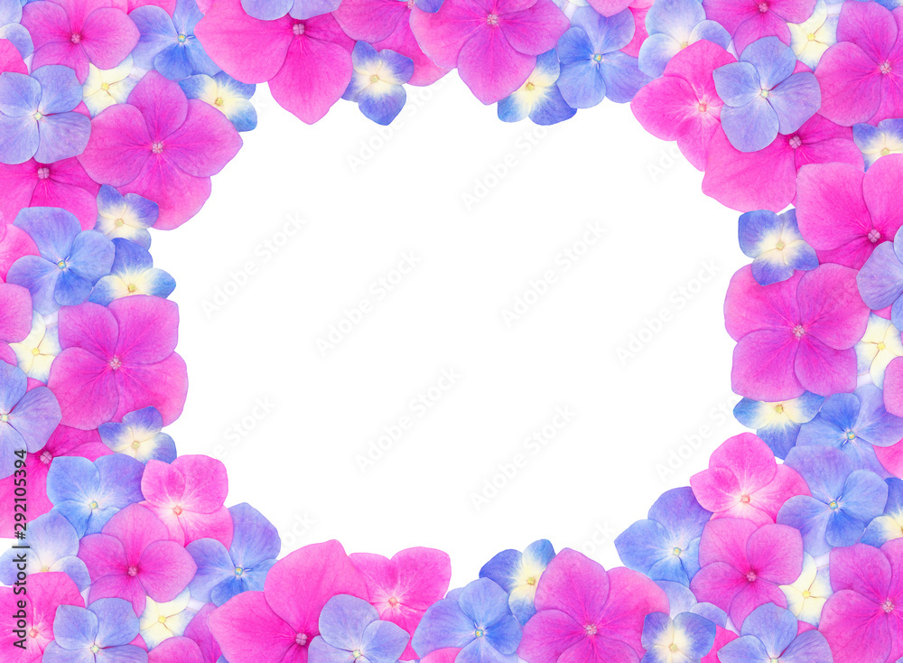 Top view of frame made of pink and blue hydrangeas hortensia flowers on white background with copy space. Flat lay. Celebration concept. Top view of frame made of pink and blue hydrangeas hortensia flowers on white background with copy space. Flat lay. Celebration concept.