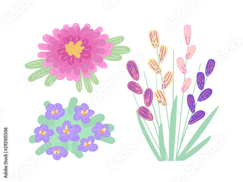 Fototapeta Naklejka Na Ścianę i Meble -  Set of summer flowering plants, flowers. Floristics, flower garden, growing plant, naturalist nature, botany objects with leaves. Field aster, chamomile and bacopa. Vector flat illustration.