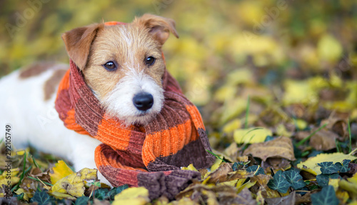 Photography Cute happy jack russell pet dog puppy wearing scarf - christmas card, cold winte