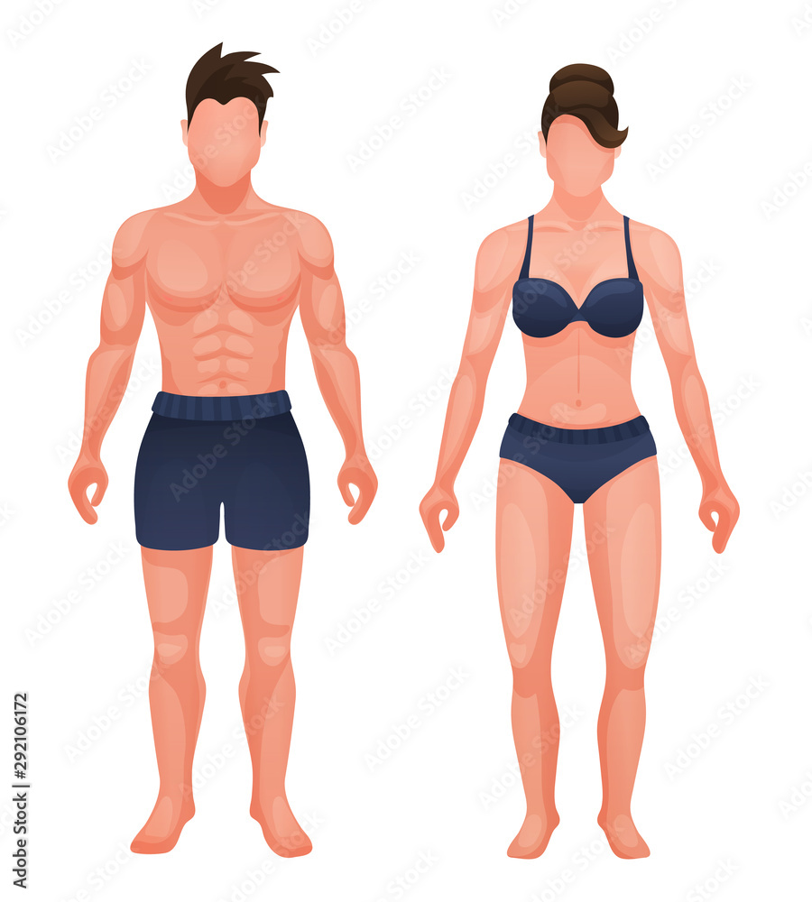 Structure of anatomy human body. Appearance of torso man and woman with muscle structure, press, in half naked. Body structures in full growth. Vector illustration. Structure of anatomy human body. Appearance of torso man and woman with muscle structure, press, in half naked. Body structures in full growth. Vector illustration.