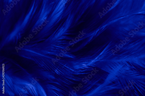 Beautiful closeup textures abstract colorful dark black white and blue feathers and darkness blue pattern feather wallpaper and background