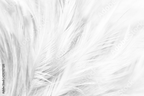 Fototapeta Naklejka Na Ścianę i Meble -  Beautiful closeup textures abstract colorful gray and white feathers and light gray pattern feather wallpaper and background