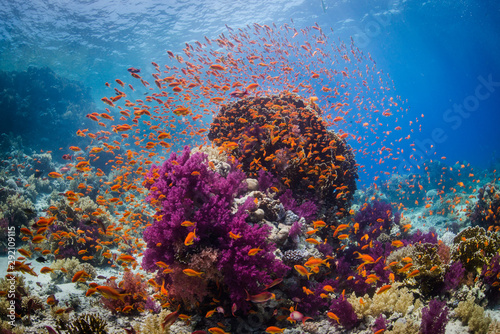 Coral reef © nakielphoto