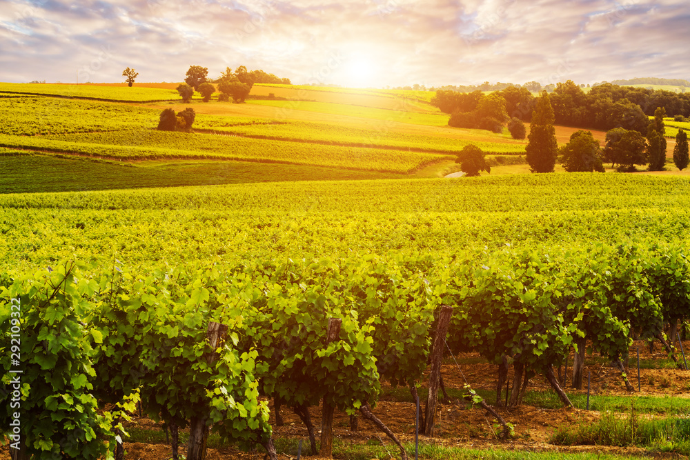 Fototapeta premium Beautiful vineyard at sunset. Travel around France, Bordeaux